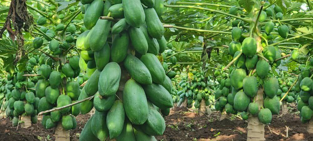 May be an image of fruit