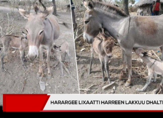 Harargee Lixaatti Harreen lakkuu dhalte.